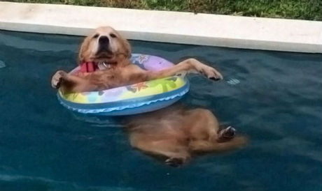pethread pool dog.jpg